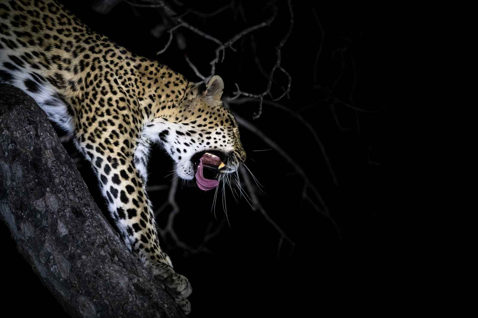 1a-leopard-by-night