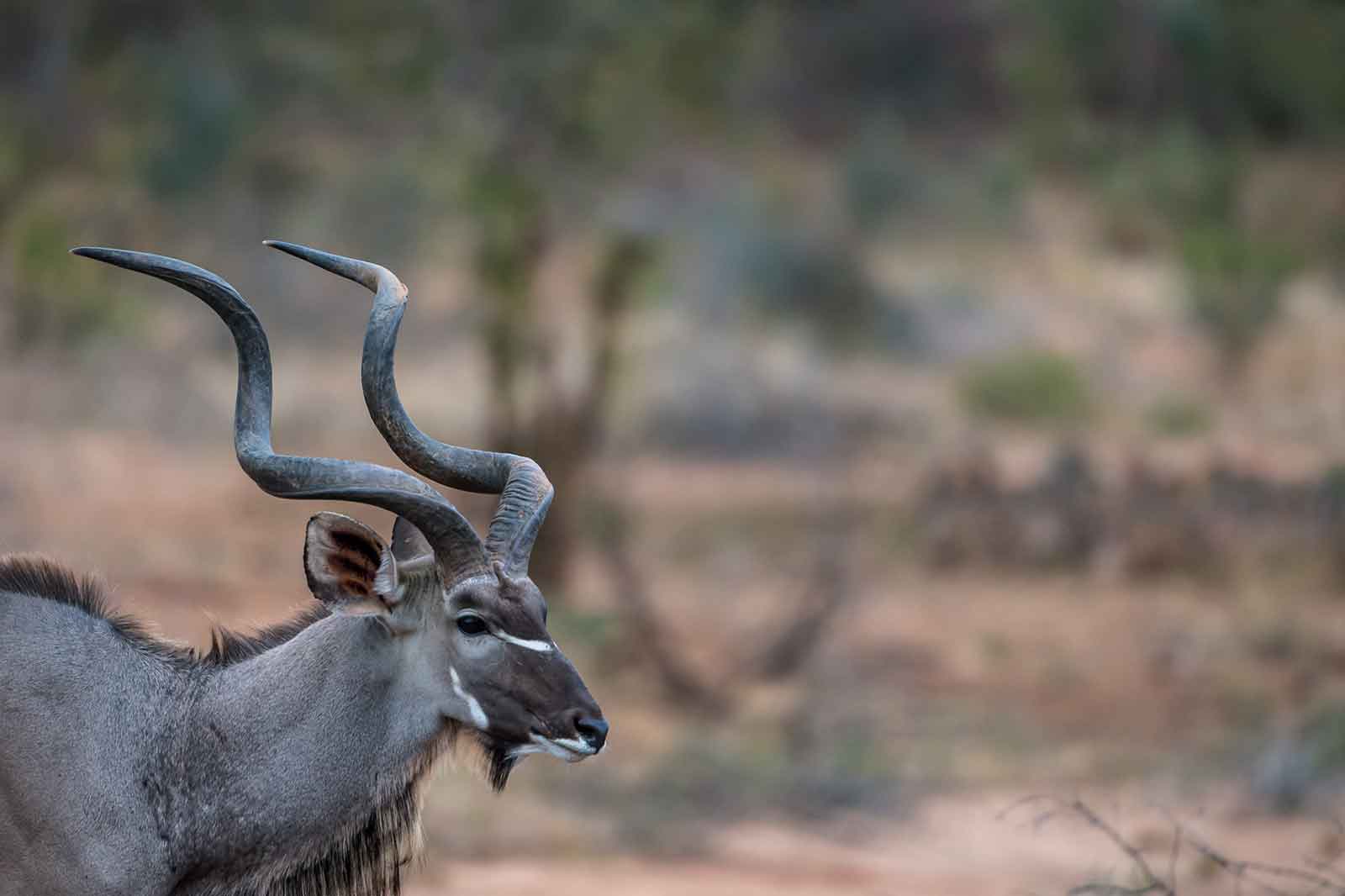 1e-kudu-bull