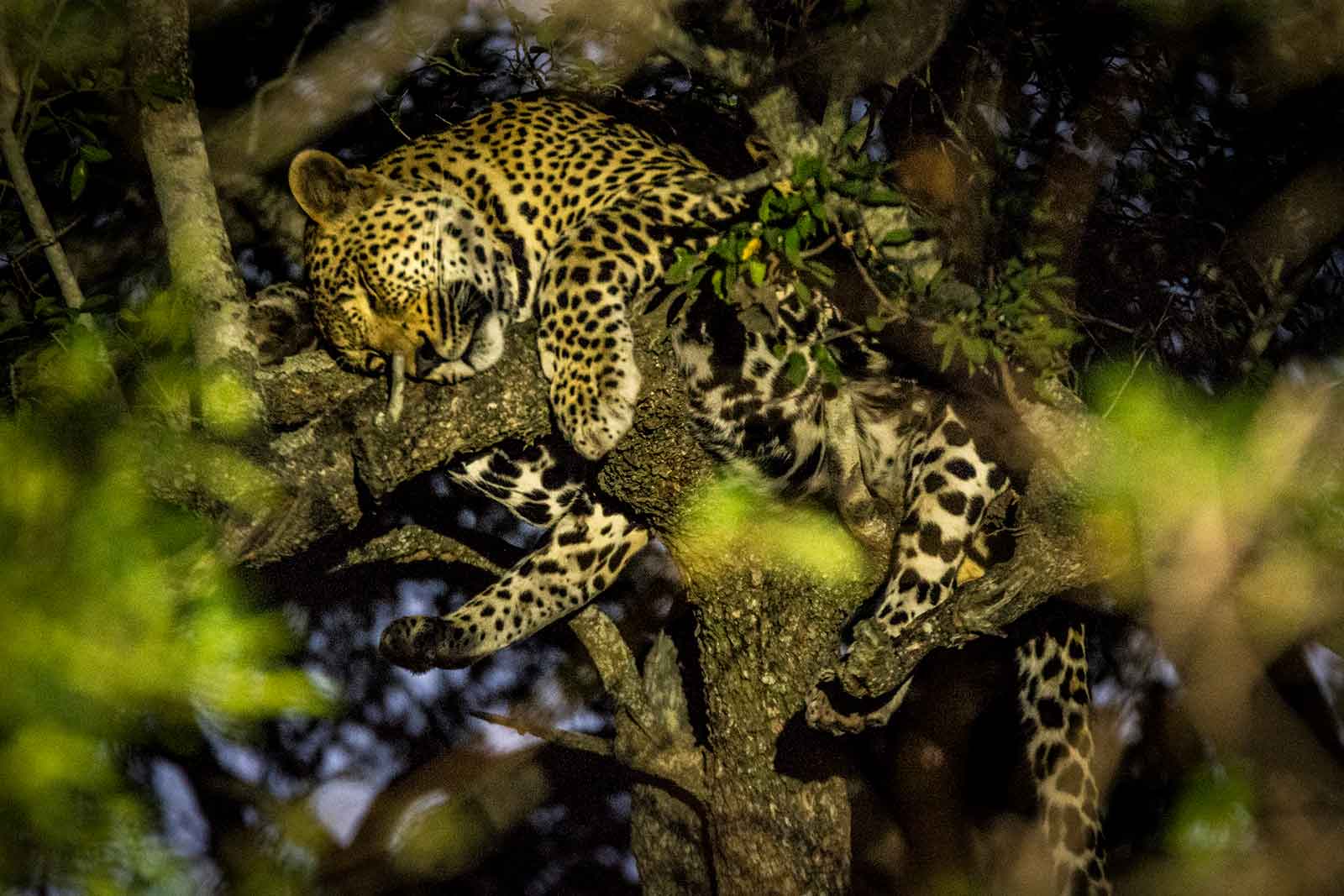 2d-leopard-tree