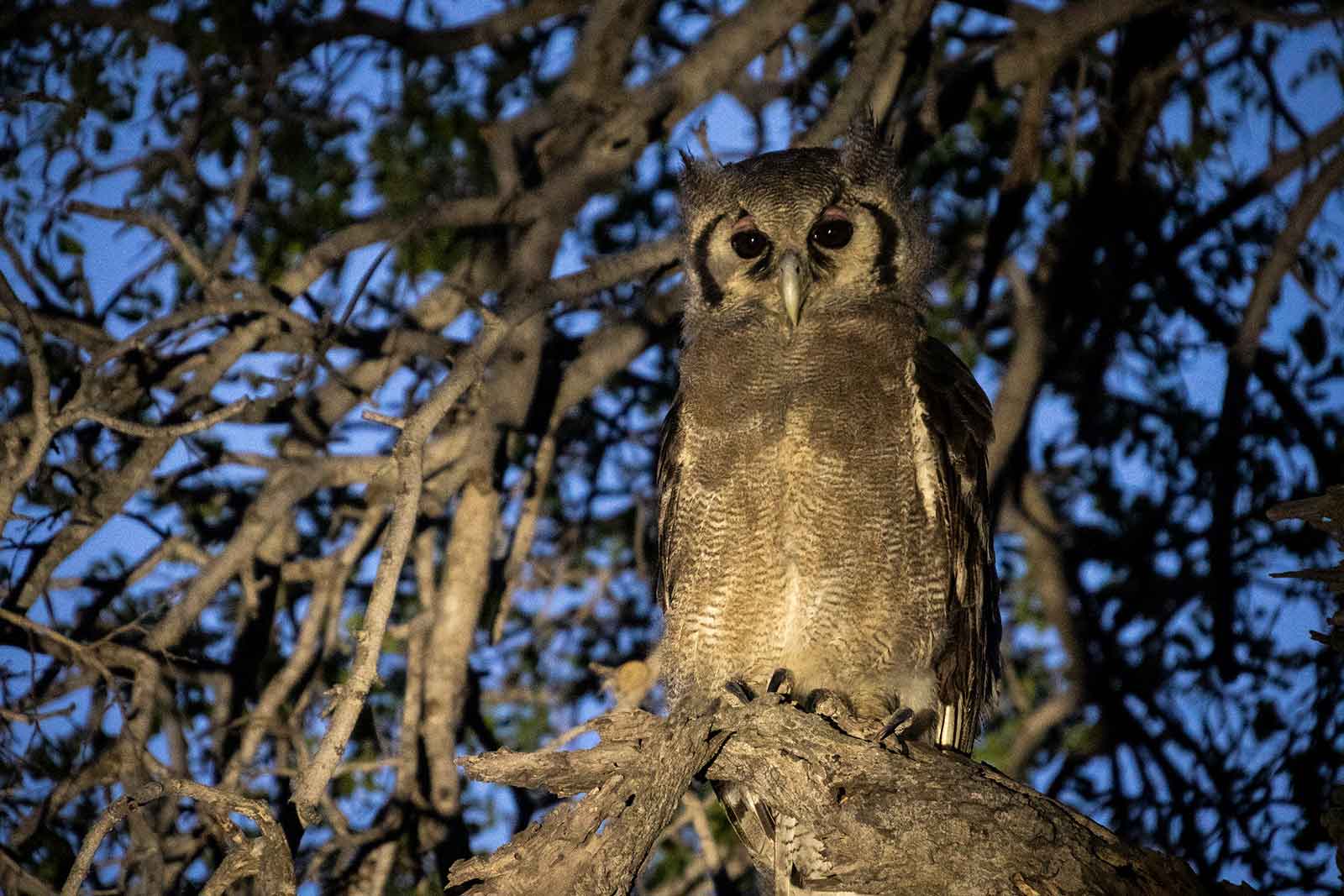 2f-night-owl